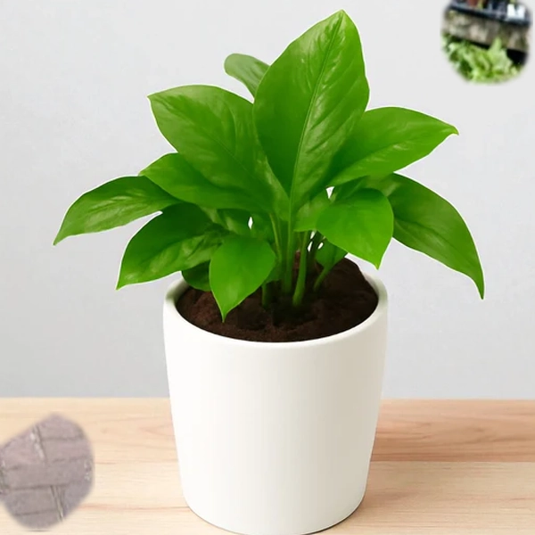 Product 7